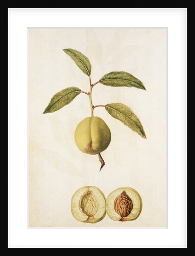 Pyrus Domestica by Jacques Le Moyne de Morgues