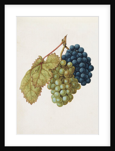 Black Grapes & White Grapes by Jacques Le Moyne de Morgues