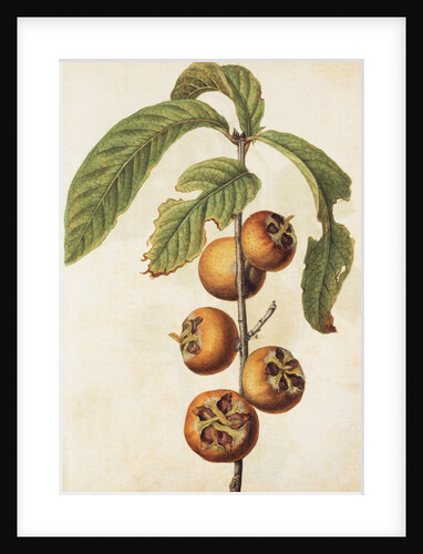 Medlar by Jacques Le Moyne de Morgues