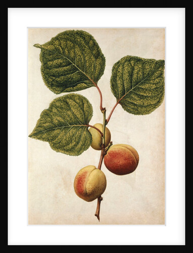 Peach by Jacques Le Moyne de Morgues