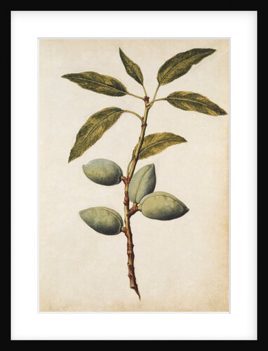 Almond by Jacques Le Moyne de Morgues