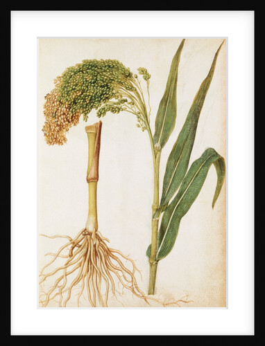 Millet by Jacques Le Moyne de Morgues