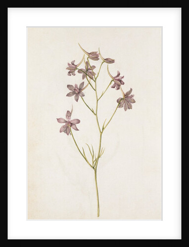 Pied Dalcette by Jacques Le Moyne de Morgues