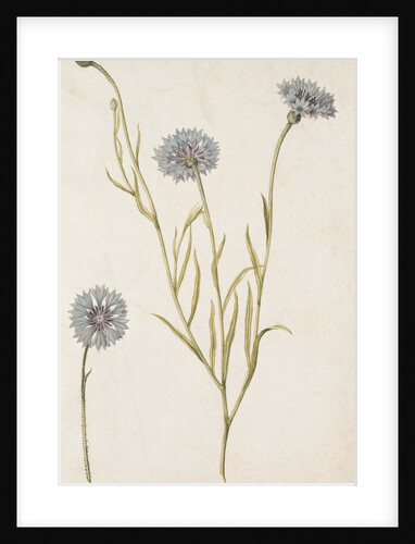 Cornflowers by Jacques Le Moyne de Morgues