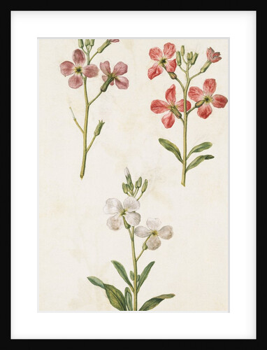 Gilly Flowers by Jacques Le Moyne de Morgues