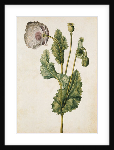 Opium Poppy by Jacques Le Moyne de Morgues