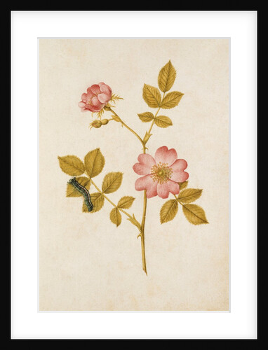 Dog Rose & Caterpillar by Jacques Le Moyne de Morgues