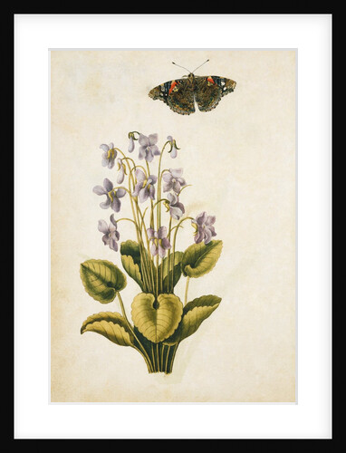 Violets and red admiral butterfly by Jacques Le Moyne de Morgues