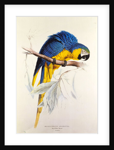 Macrocertus Ararauna by Edward Lear, from Illustrations of the Family of Billacidae or Parrots. London, England, 19th century by Anonymous