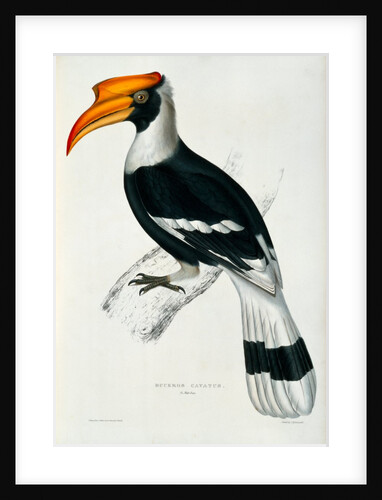 Hornbill by John and Elizabeth Gould