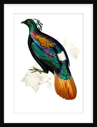 Himalayan Monal Pheasant by Paul Sandby
