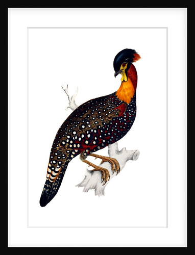 Himalayan Pheasant by Elizabeth Gould