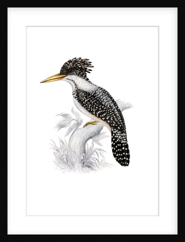 Kingfisher by John and Elizabeth Gould