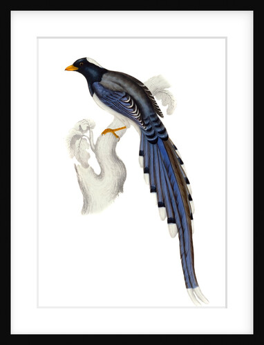 Himalayan Magpie by Elizabeth Gould