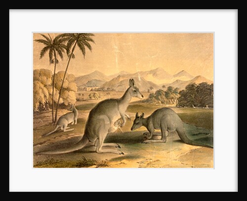 The Kangaroo by Thomas Varty