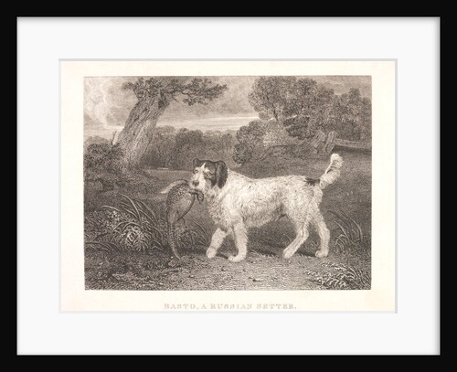 Basto, a Russian Setter by William Smith