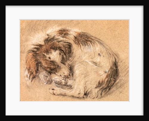 Spaniel curled up and sleeping by Cornelis Saftleven