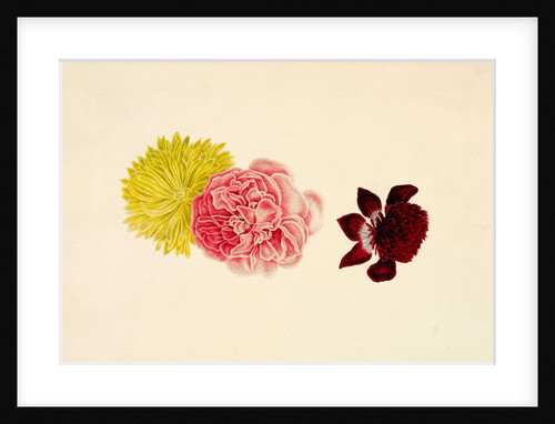 Flowers - Rose and French Marigold by Alexander Dyce