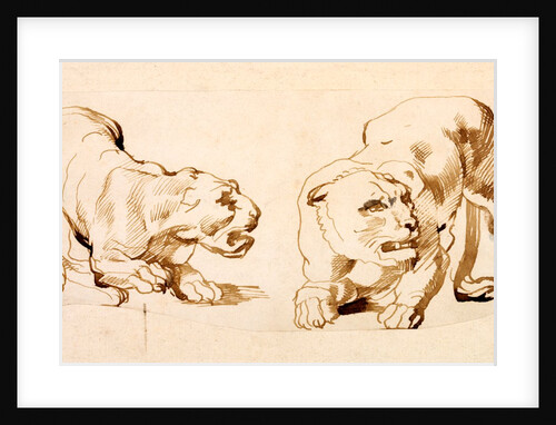 Two studies of a crouching lioness by Peter Paul Rubens