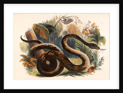 The Boa Constrictor by Josiah Wood Whymper