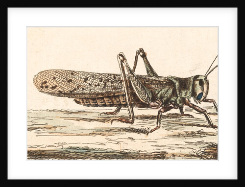 A Locust by Unknown