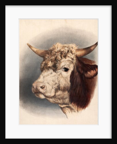 Print depicting a bull by Unknown