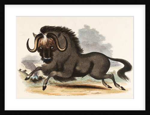 The Gnu by Josiah Wood Whymper