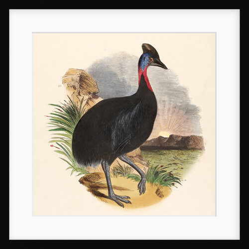 The Cassowary by Josiah Wood Whymper