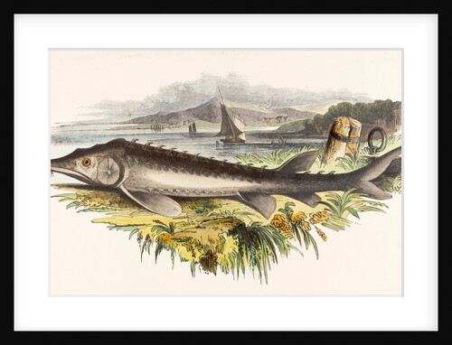 The Sturgeon by Josiah Wood Whymper