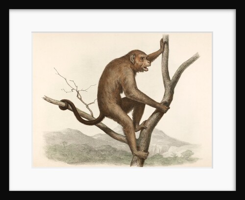 Singe by Unknown
