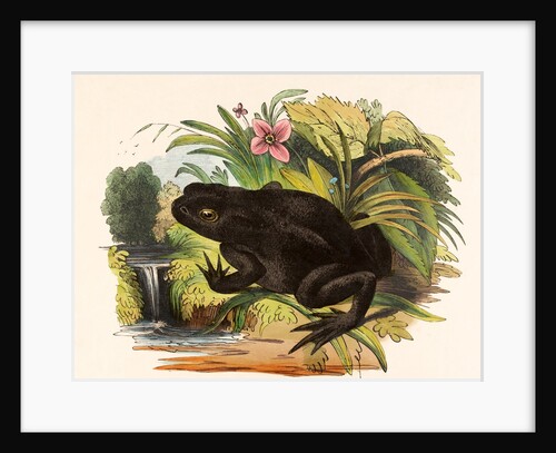 The Toad by Josiah Wood Whymper