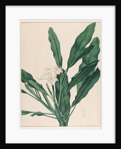 Still life study of flowers by Johann Knapp