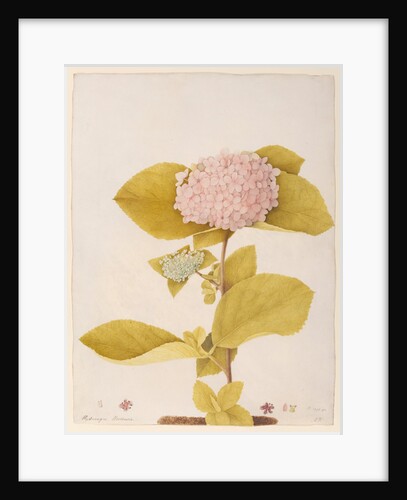 Hydrangea hortensia by A. Power