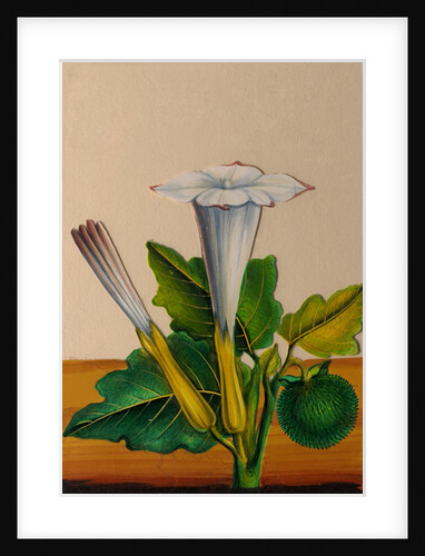 One of twelve drawings of fruits and vegetables depicting a datura by Unknown