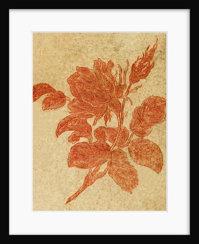 Drawing of a rose by Unknown