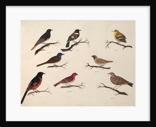 Eight birds by Unknown