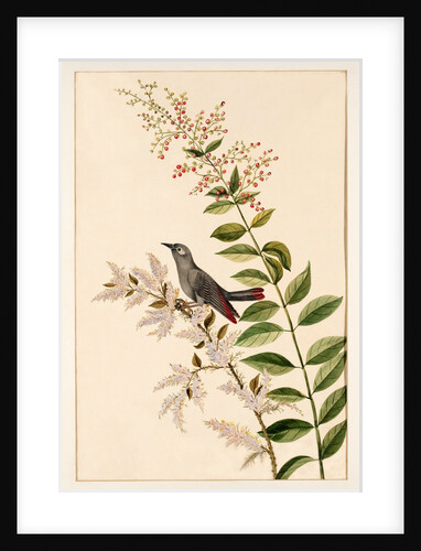 Grey bird perched on a branch by Unknown