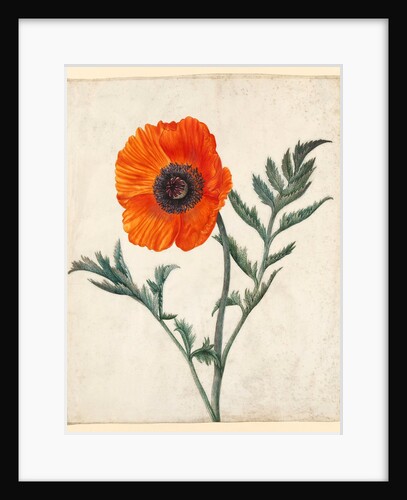 Papaver orientale by Unknown