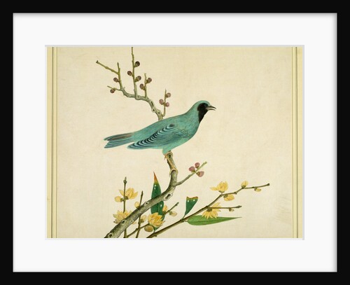 Verditer Flycatcher by Unknown