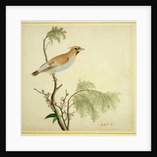 Bohemian Waxwing by Unknown