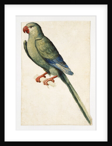 A Female Ring-Necked Parakeet by Anonymous