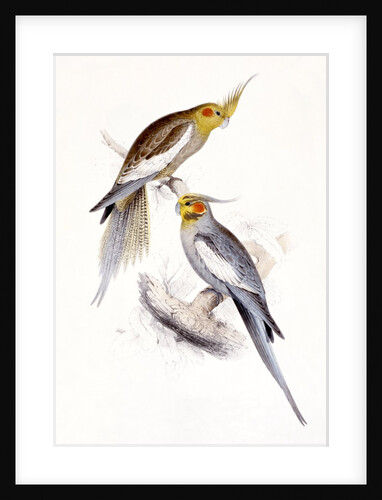 New Holland Parakeet by Edward Lear