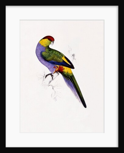 Red Capped Parakeet by Edward Lear