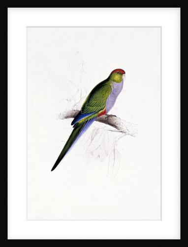 Red Capped Parakeet by Edward Lear