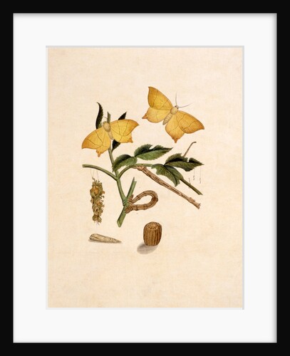 Two Yellow Butterflies by Unknown