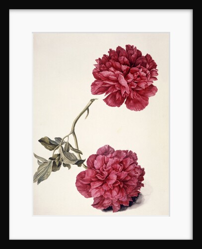Dark Pink Peony by Unknown
