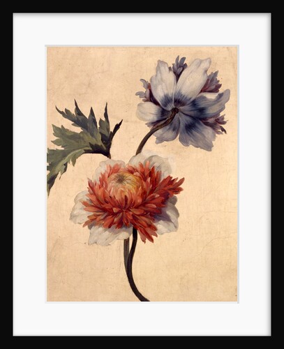 Anemone by Unknown