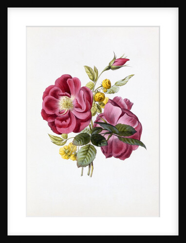Gloire Rosamel et Rose Banks Jaune by Anonymous
