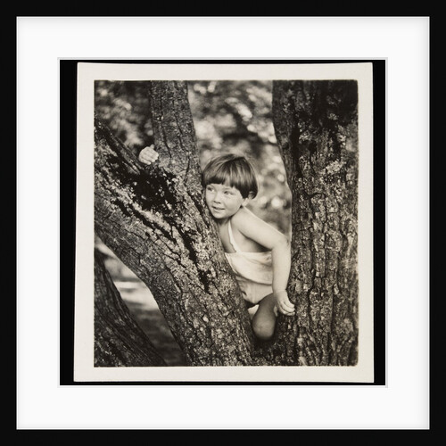 Young boy sitting in tree by Curtis Moffat