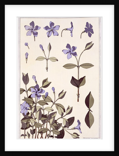 Perriwinkle by Eugène-Samuel Grasset